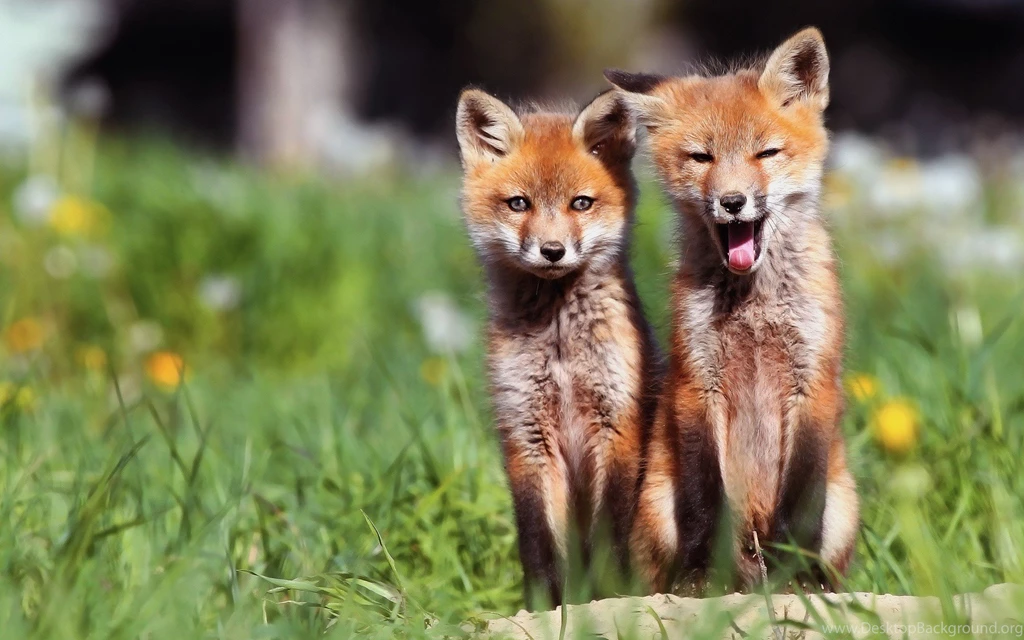 Fox Computer Wallpapers, Desktop Backgrounds