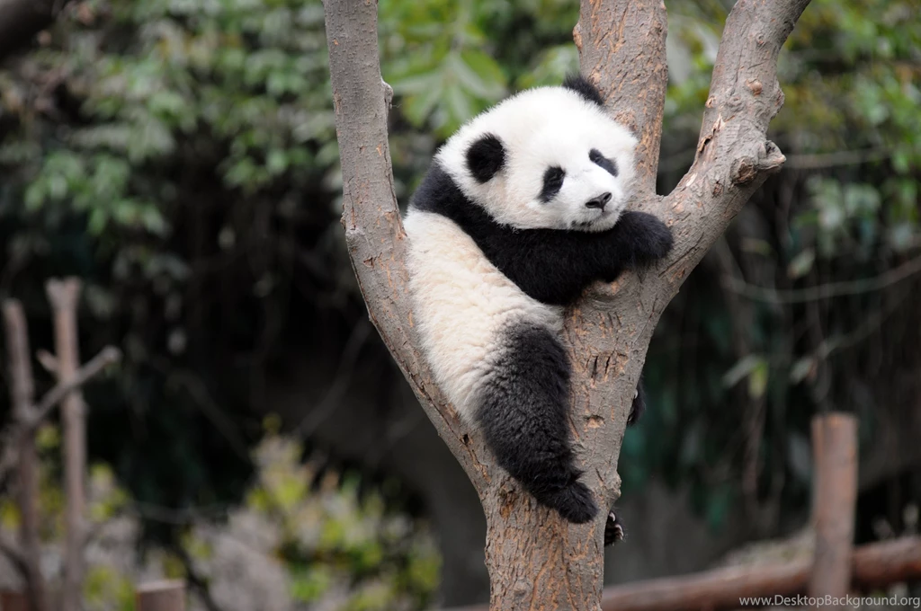 11 Wonderful HD Panda Wallpapers   HDWallSource.com