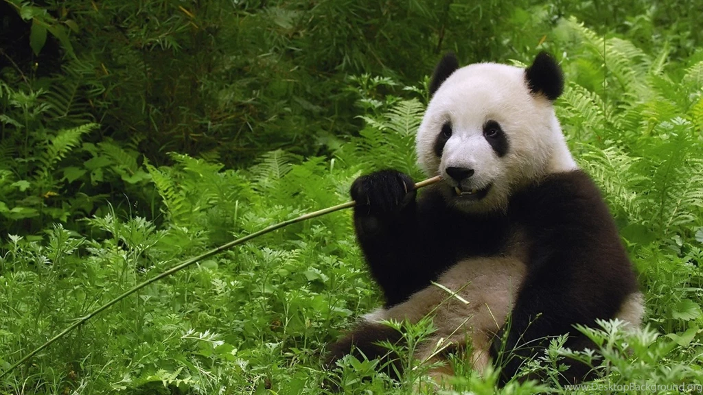 Cute Baby Panda Waving Wallpaper.