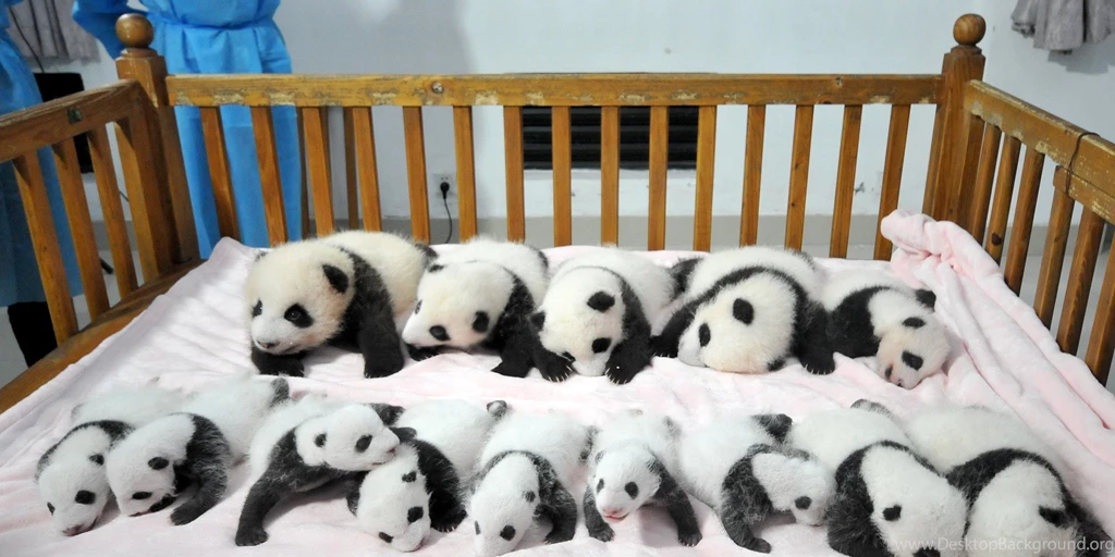 Baby Panda HD Photo Wallpapers 9460 Amazing Wallpaperz