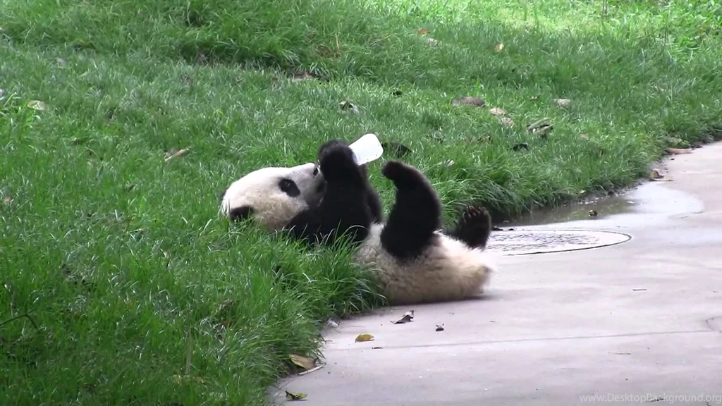 Baby Panda Wallpaper Backgrounds 356 WallPey