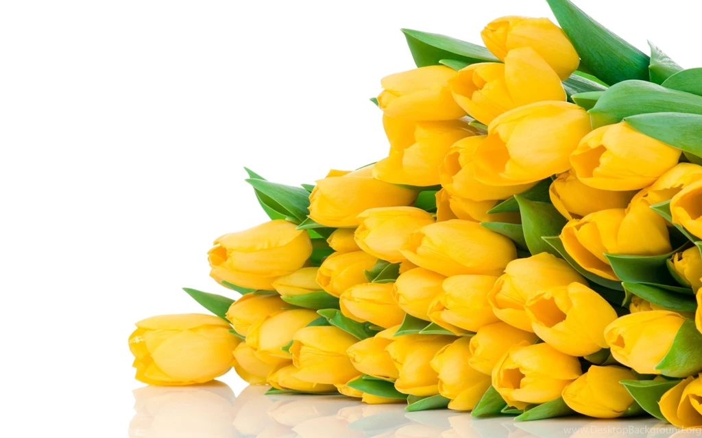 Download Wallpapers 2560x1600 Tulips, Flowers, Yellow, Flower, Lie ...