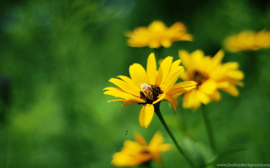 20+ Yellow Flower Backgrounds
