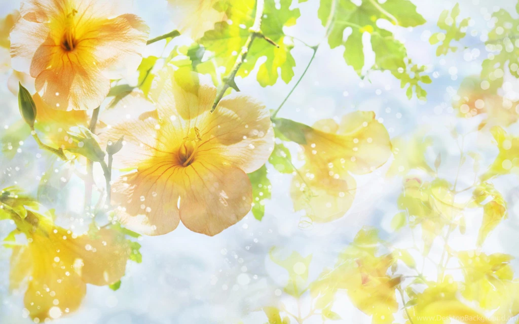 Yellow Flowers Sunshine Hd Wallpapers