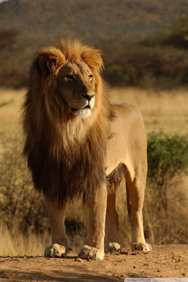 Male Lion HD Desktop Wallpapers : High Definition : Fullscreen : Mobile