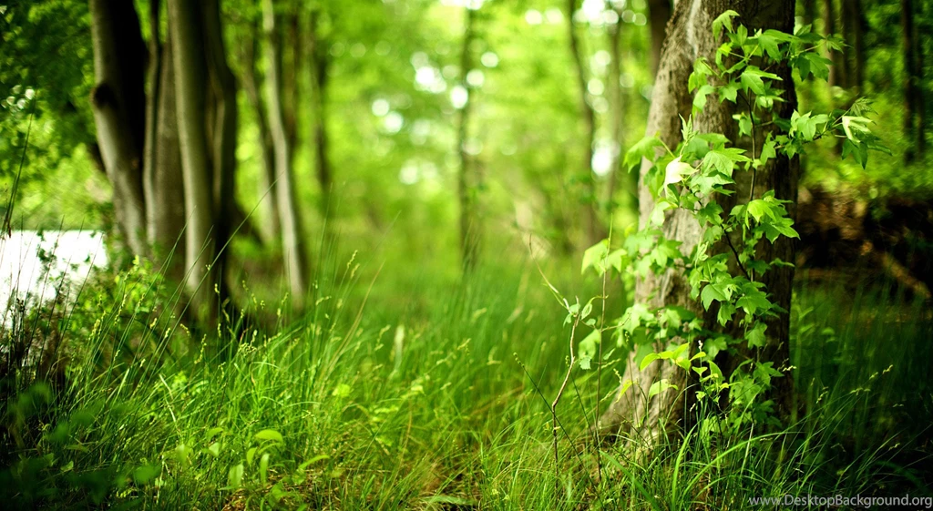 Forest Wallpapers 25 Best Wallpapers Collection