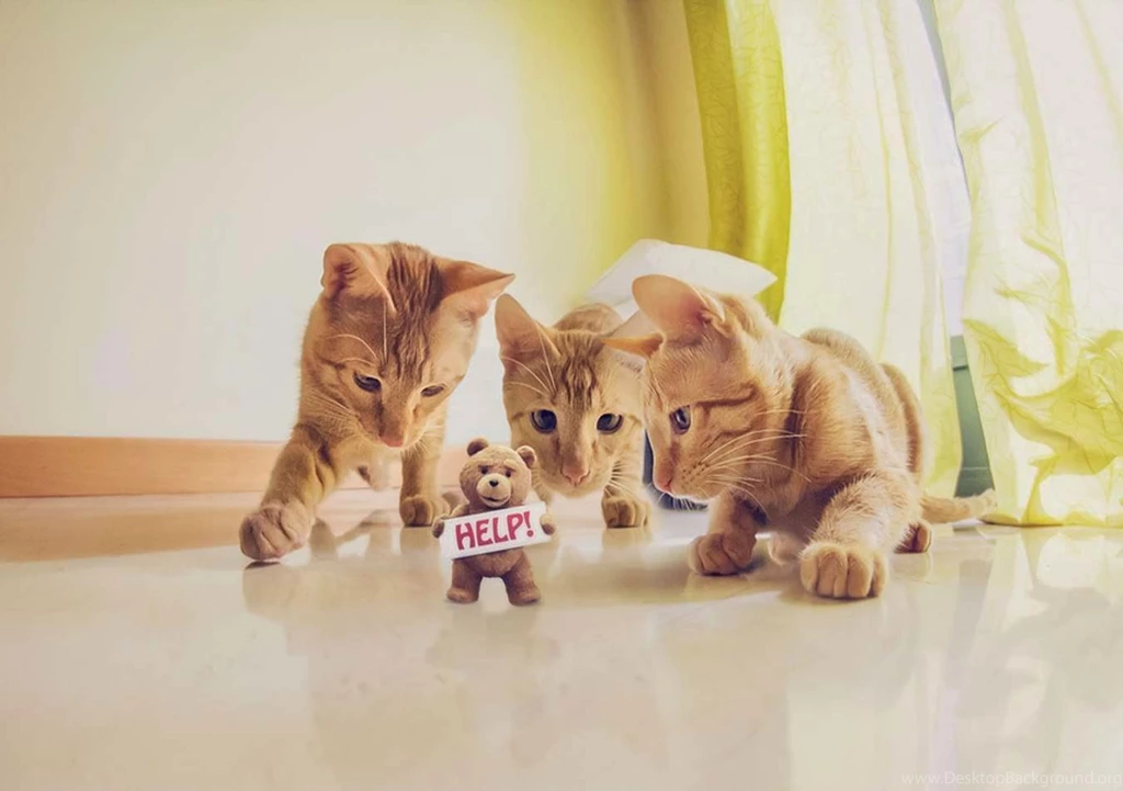 Best Photography Wallpapers Free Download: Love,Cute,Funny Teddy ...