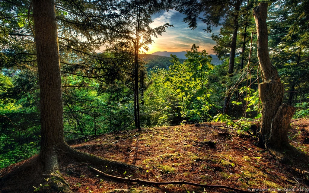 Forest Desktop