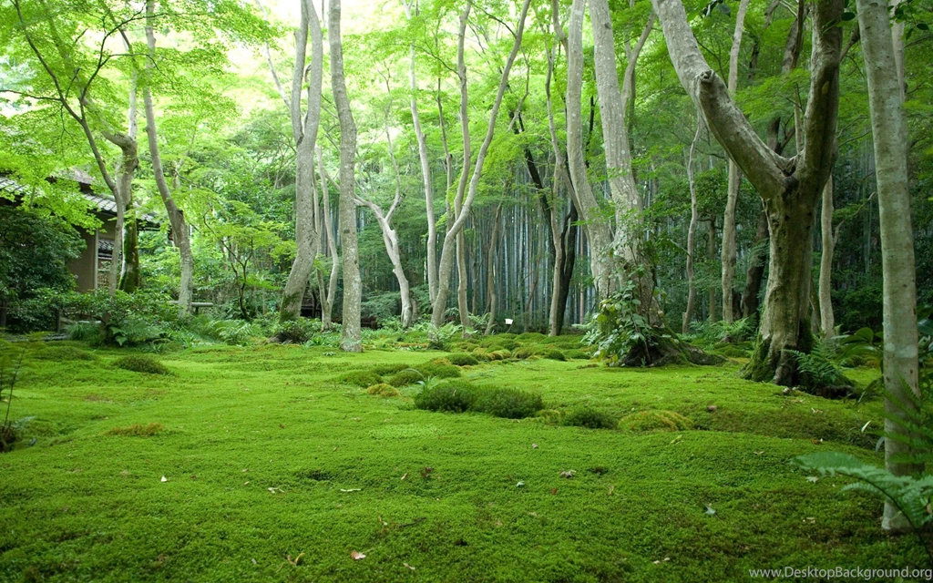 Forest Wallpapers Mobile