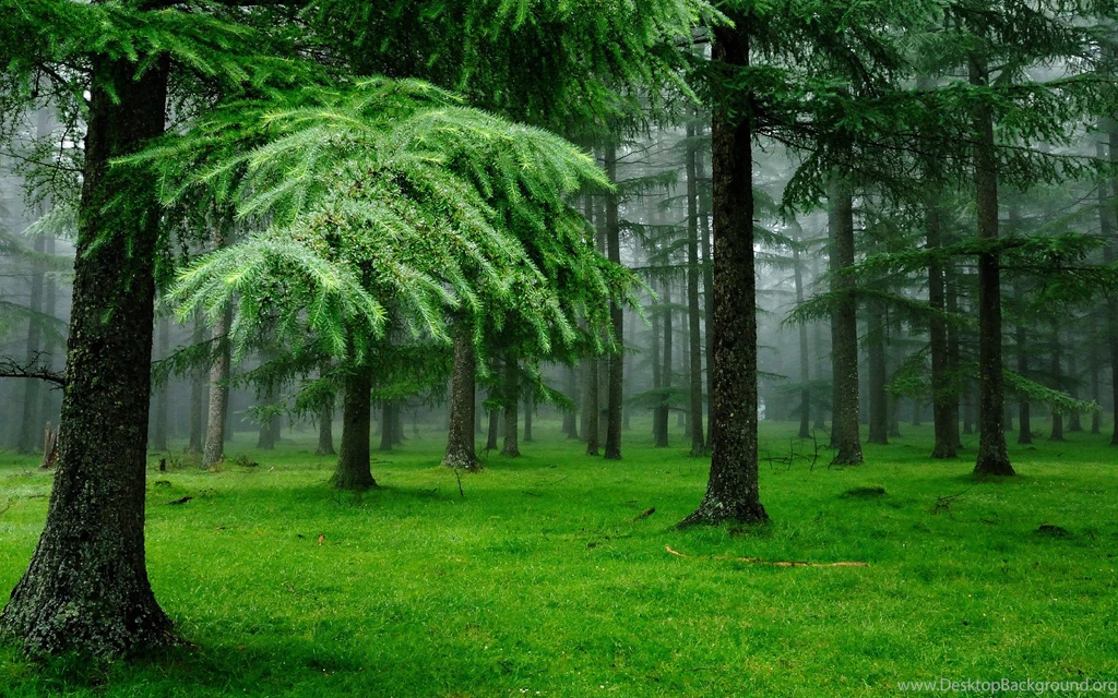 Download Wallpapers 3840x2400 Forest, Fog, Grass, Spruce, Trees ...