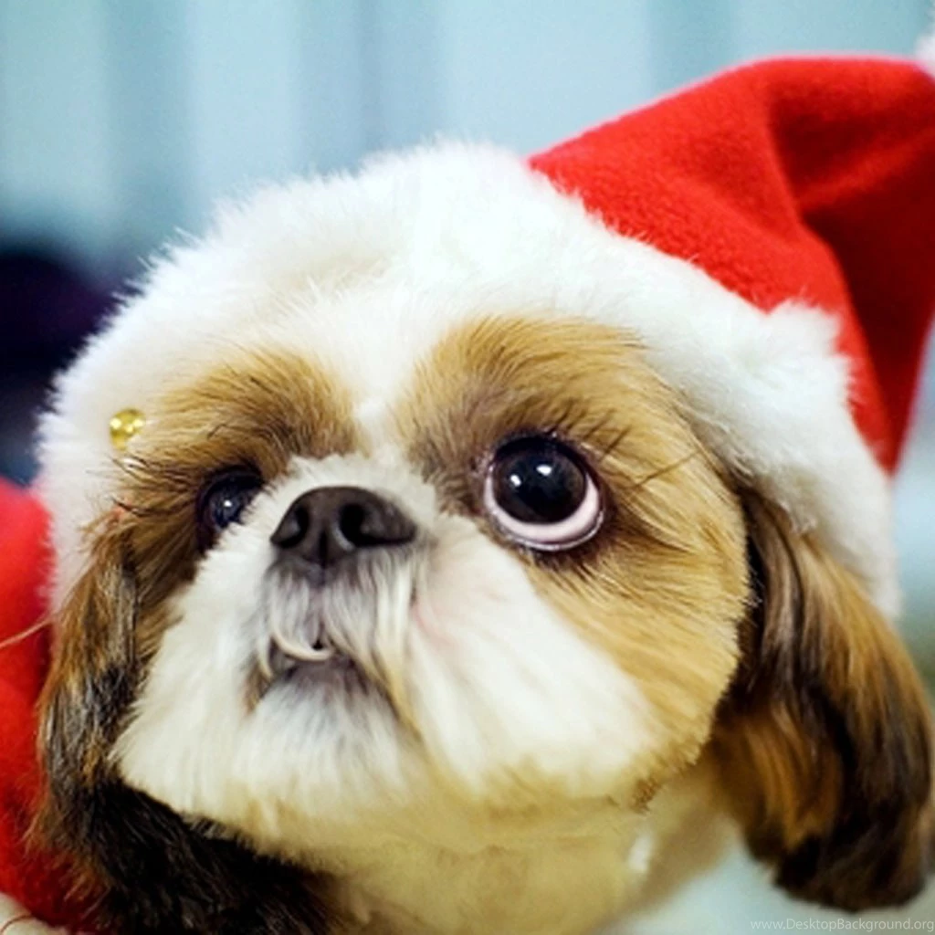 iPad Wallpapers: Free Download Christmas Pets iPad Wallpapers ...