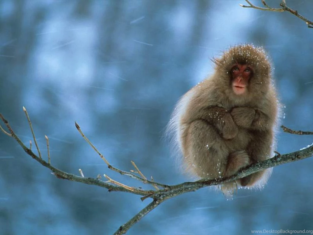 Nature Wallpapers Monkeys, Darkgray, Lightblue