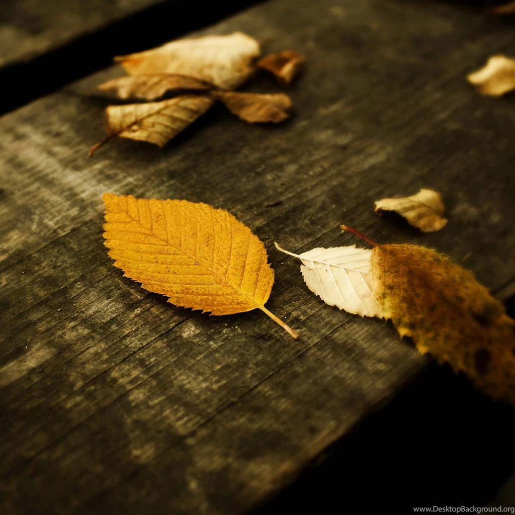 Free Download Mini iPad HD Wallpapers (22)