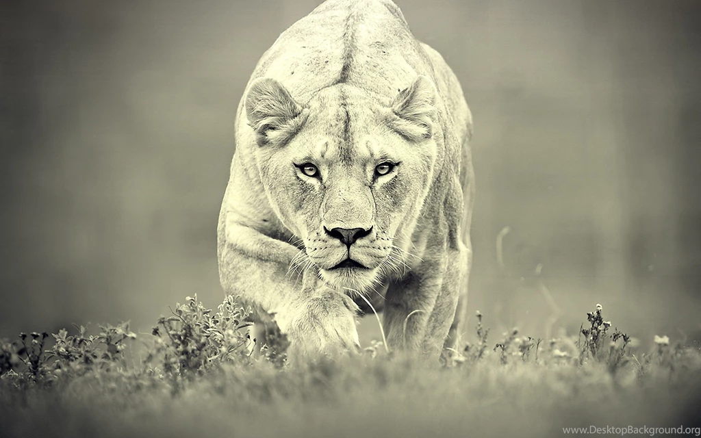 Mountain Lion wallpapers