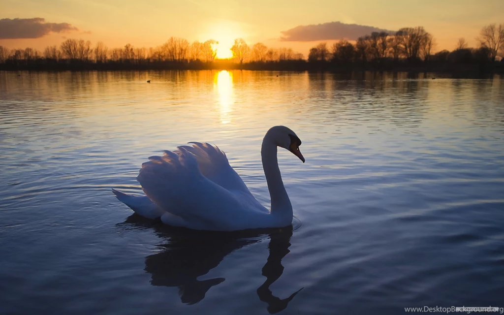 Free Wallpapers Free Animal Wallpapers Microsoft Exquisite ...