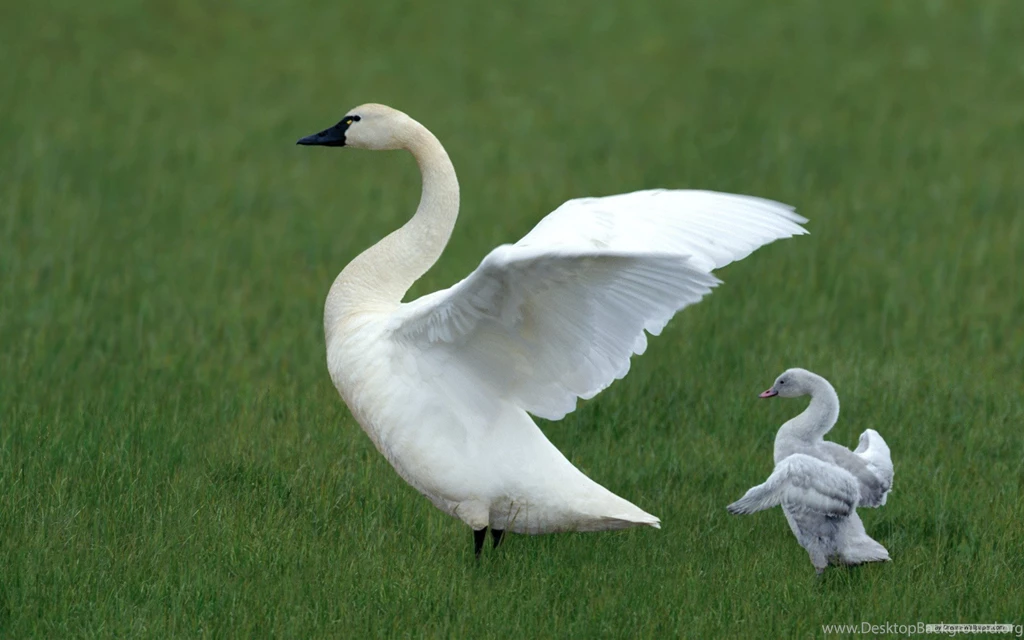 Free Wallpapers Free Animal Wallpapers Microsoft Exquisite ...