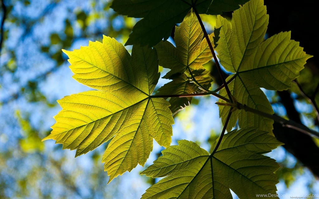 Widescreen Wallpapers Desktop Wallpapers HD Wallpapers 1920x1200 ...
