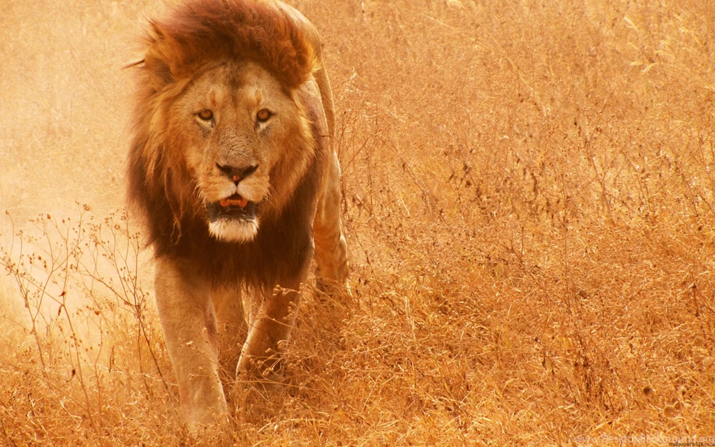 Lion wallpaper cat mane grass savanna Wallpapers HD Wallpapers ...