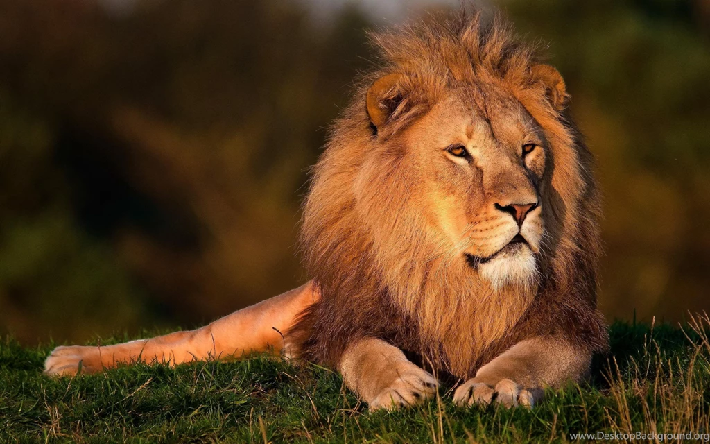Majestic Lion HD Desktop Wallpapers : Widescreen : High Definition ...