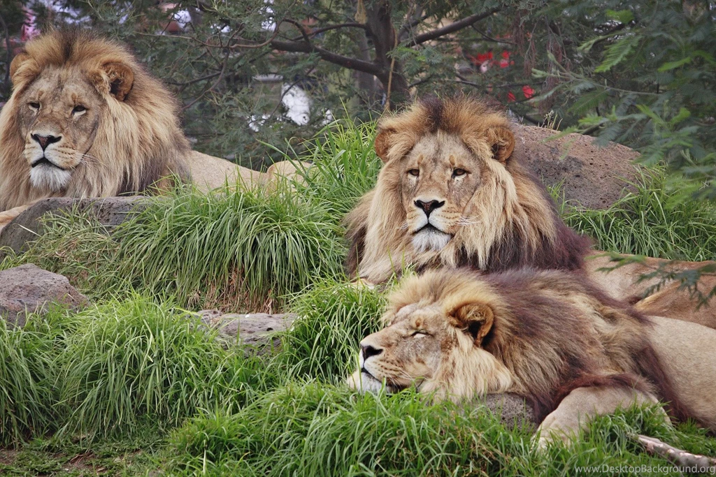 Best Lion Hd Wallpapers