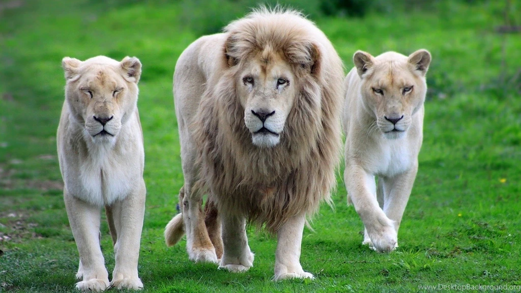 White Lion HD wallpaper Desktop