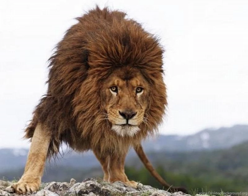 Lion Cool Close Picture Lennette Newell Animal Portraits12 Cats ...
