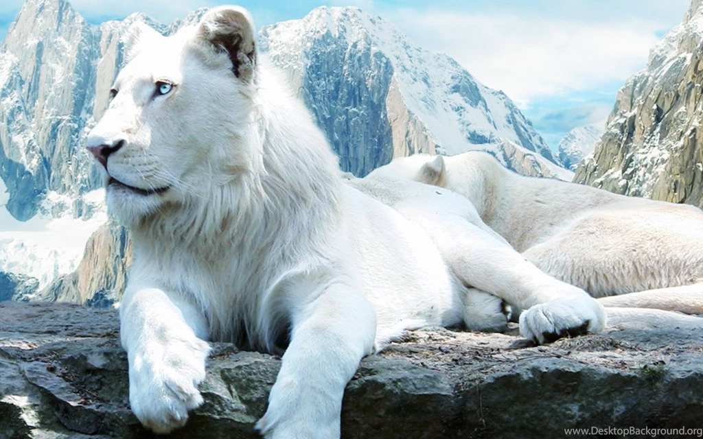 Beautiful white lion hd wallpapers