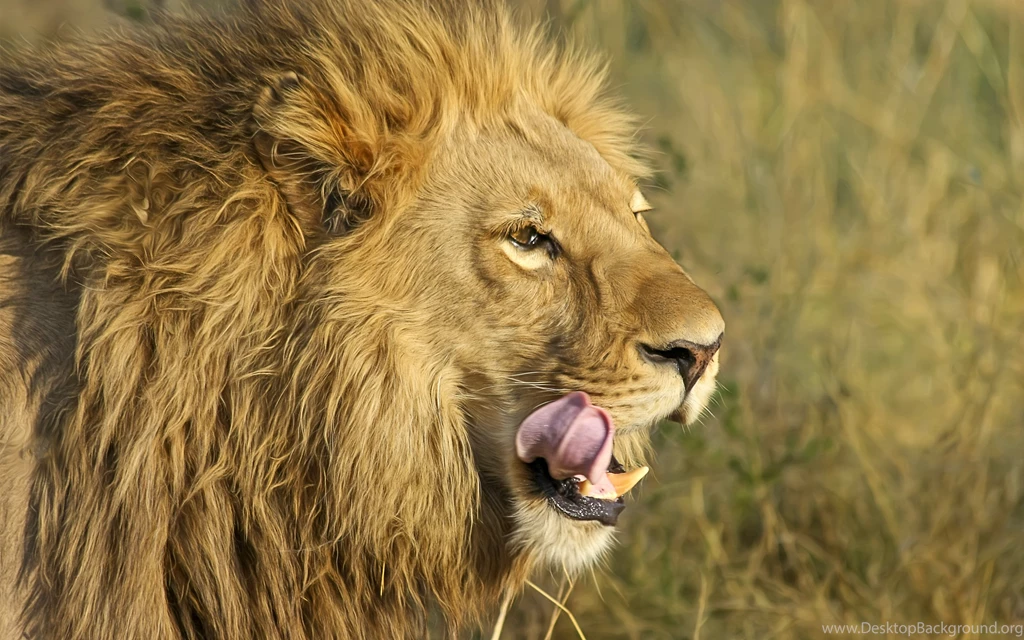 South African Lion Wallpapers