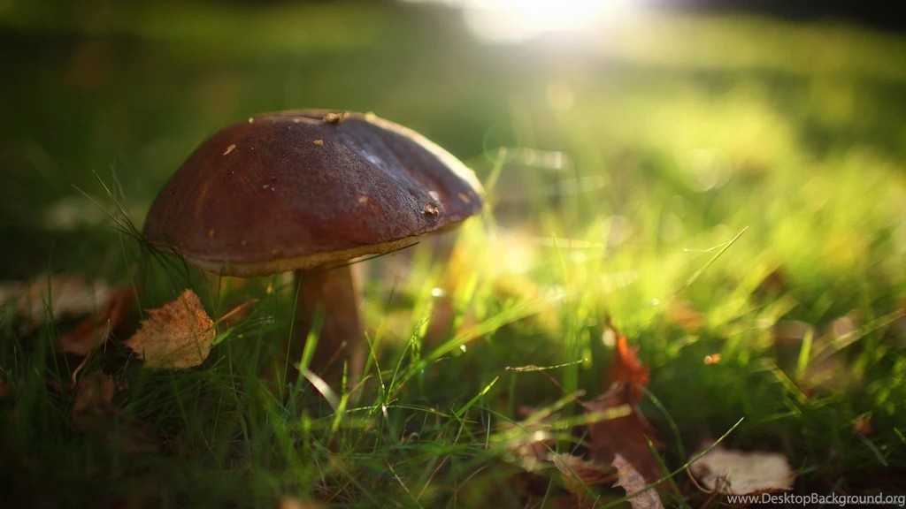 Mushroom Wallpapers