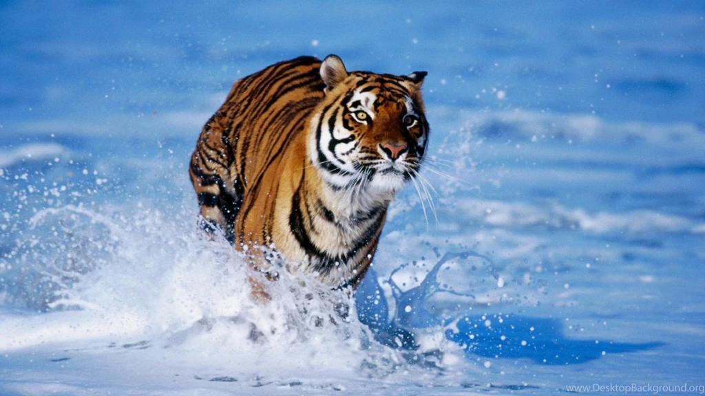 Wild Animal HD Wallpapers