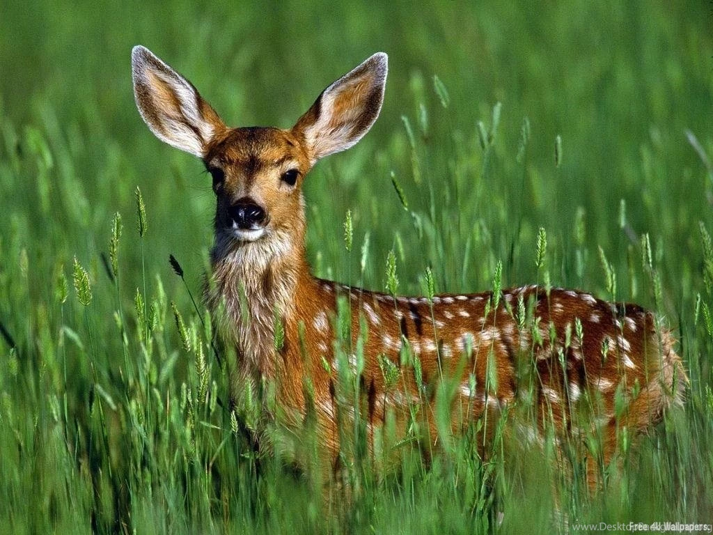 Best_wild_animal_wallpapers.jpg