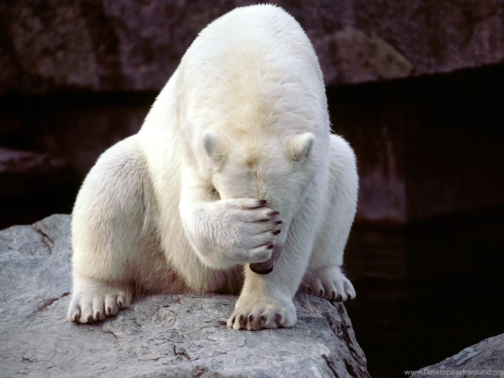White_Bear_Put_Hand_on_Head_Wild_Animal_Wallpaper.jpg