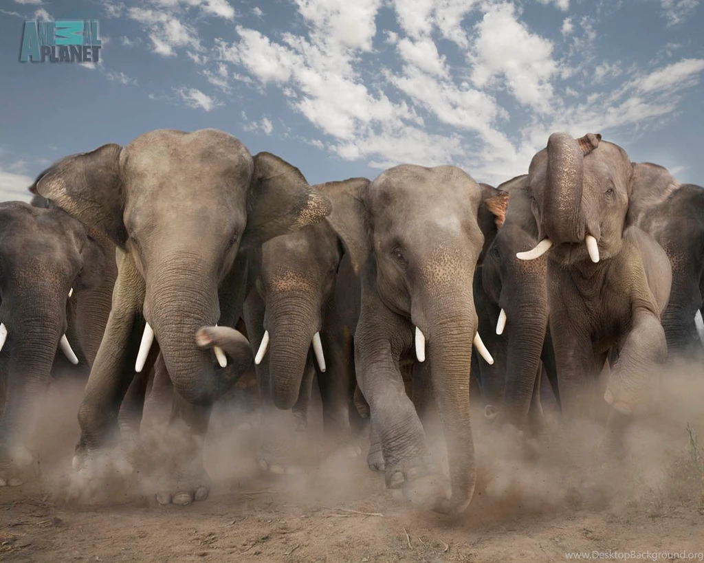 Elephant Wallpapers Best Car 2015