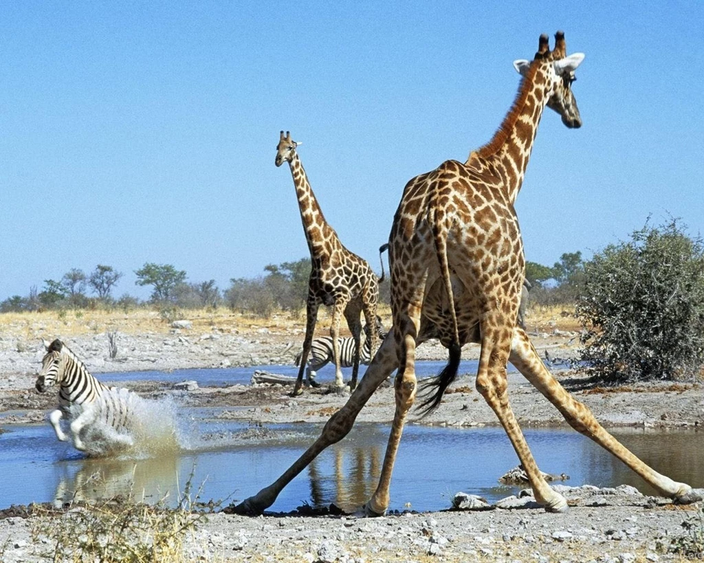 Giraffe Split Wallpapers • IBackgroundWallpapers