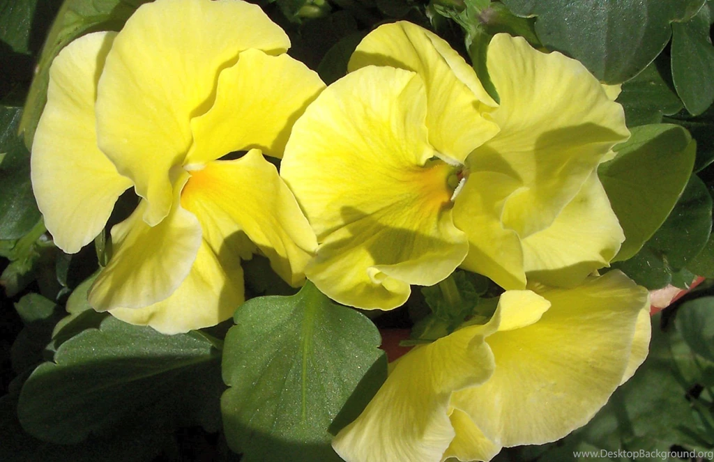 Samsung Galaxy S3 Wallpapers Page 19: Yellow Pansies Pansy Picture ...