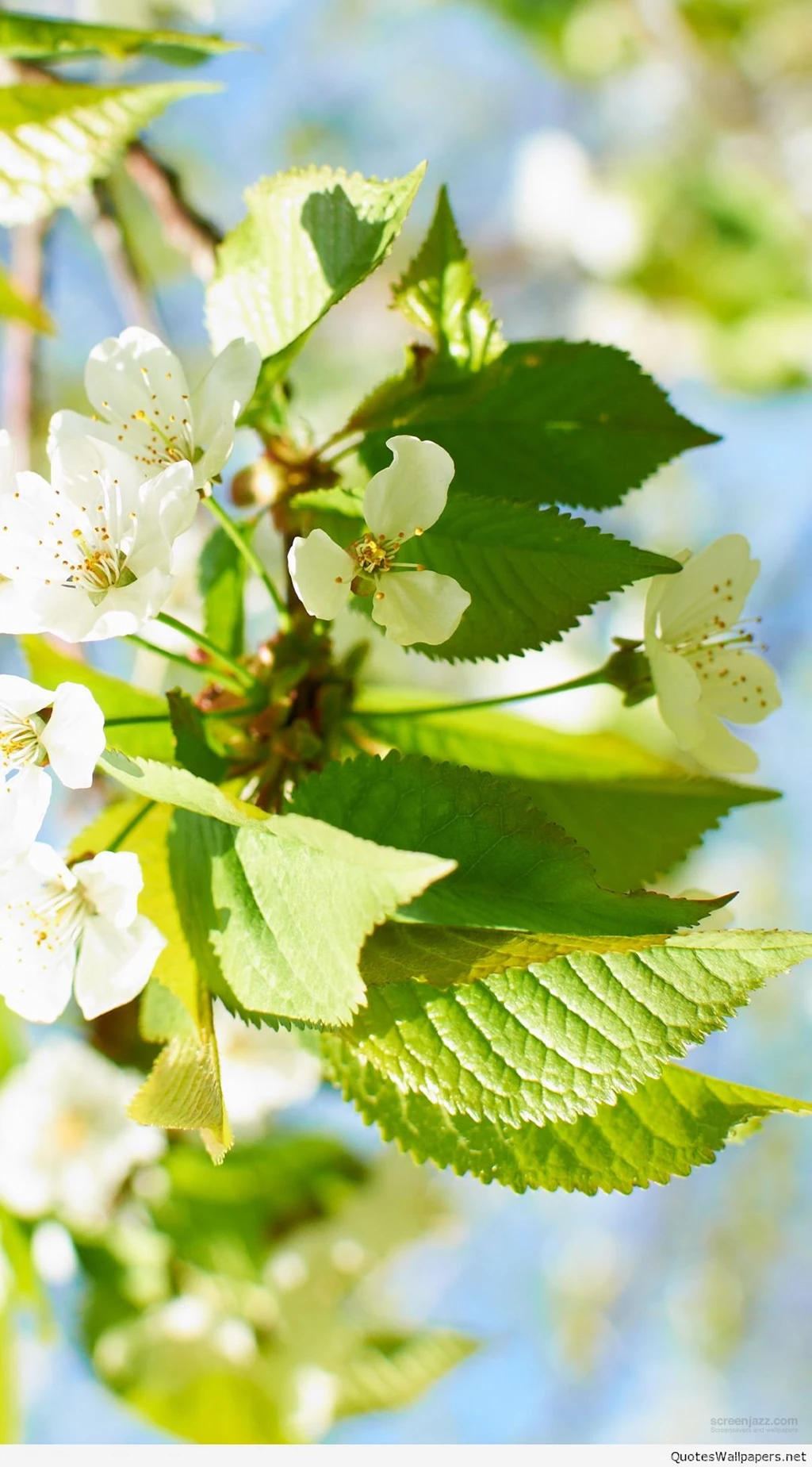 Best Nokia Mobile Wallpapers To Download