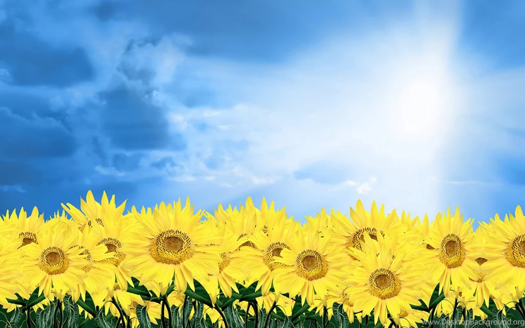 Sun Flower Backgrounds Desktop