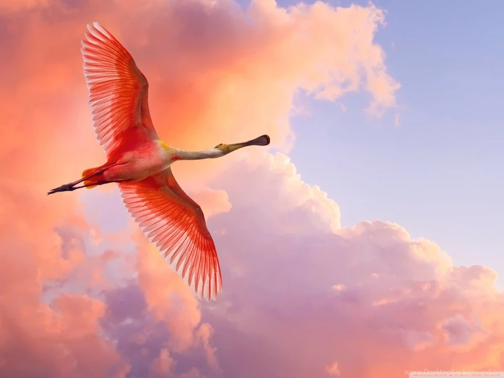 Beautiful Birds Flying HD Desktop Wallpapers : High Definition ...