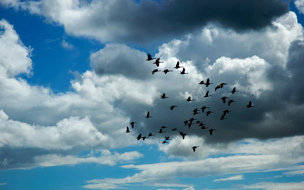 Birds Flying Birds Wide Wallpaper.jpg