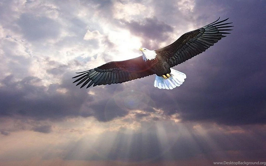 Desktop bird flying wallpaper.jpg
