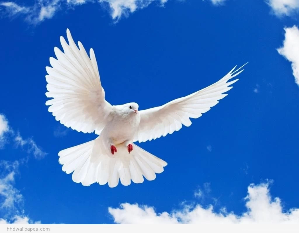 Birds flying on sky My Free Wallpapers Hub