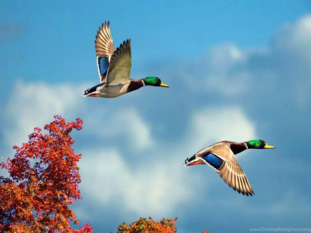 The Gallery For > Flying Swan Wallpapers