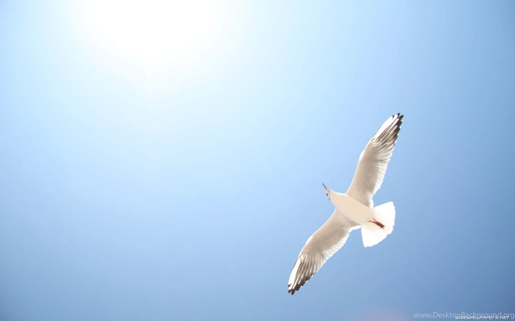 Wallpaper_animal_NC3