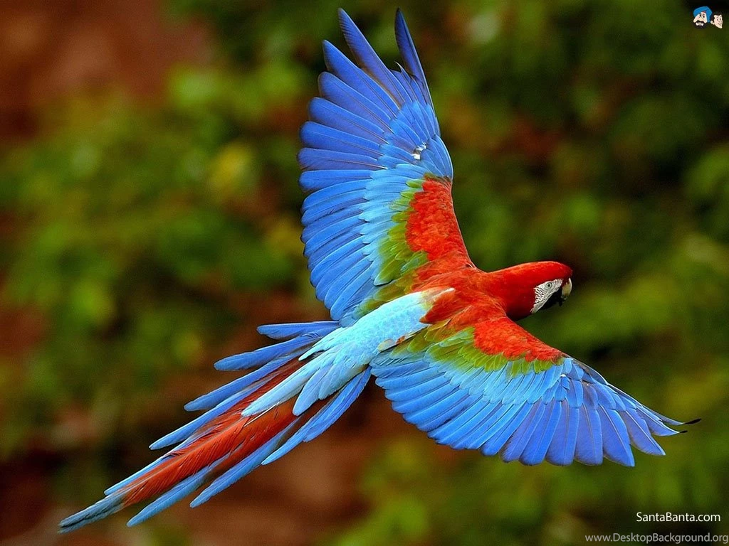 Birds Wallpapers