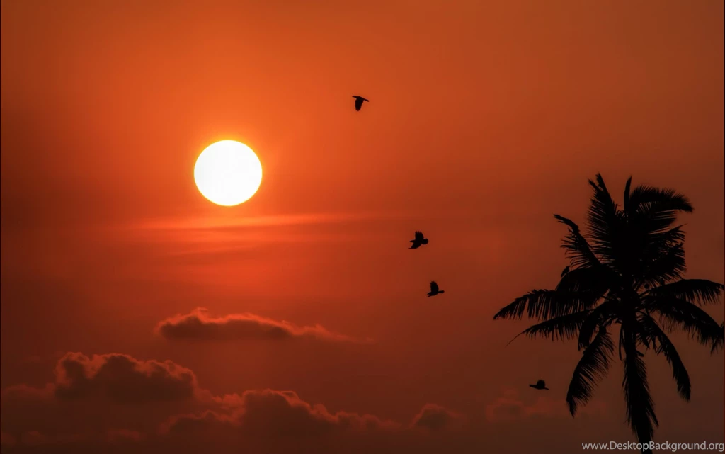 Flying Birds Wallpapers HD 11674   Amazing Wallpaperz