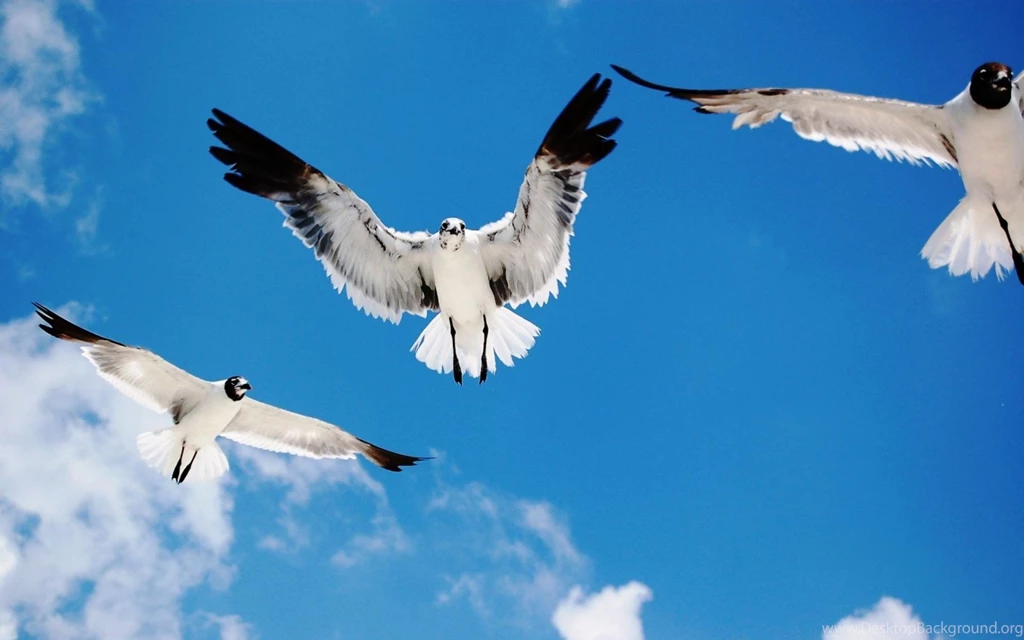 Flying birds pictures wallpapers download.jpg