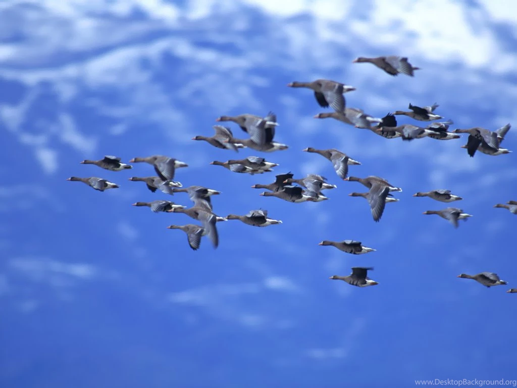 Flying High Birds Wallpapers   HD Wallpapers