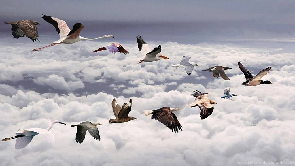 Hd Wallpapers Birds Flying In Row Wallpapers