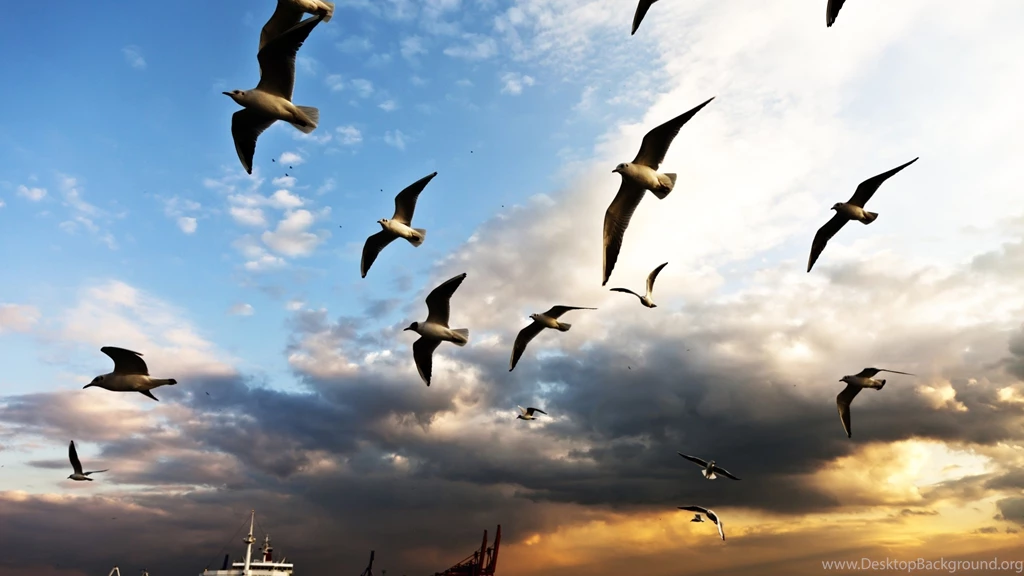 Download Wallpapers 2560x1440 Bird, Flying, Sky Mac iMac 27 HD ...