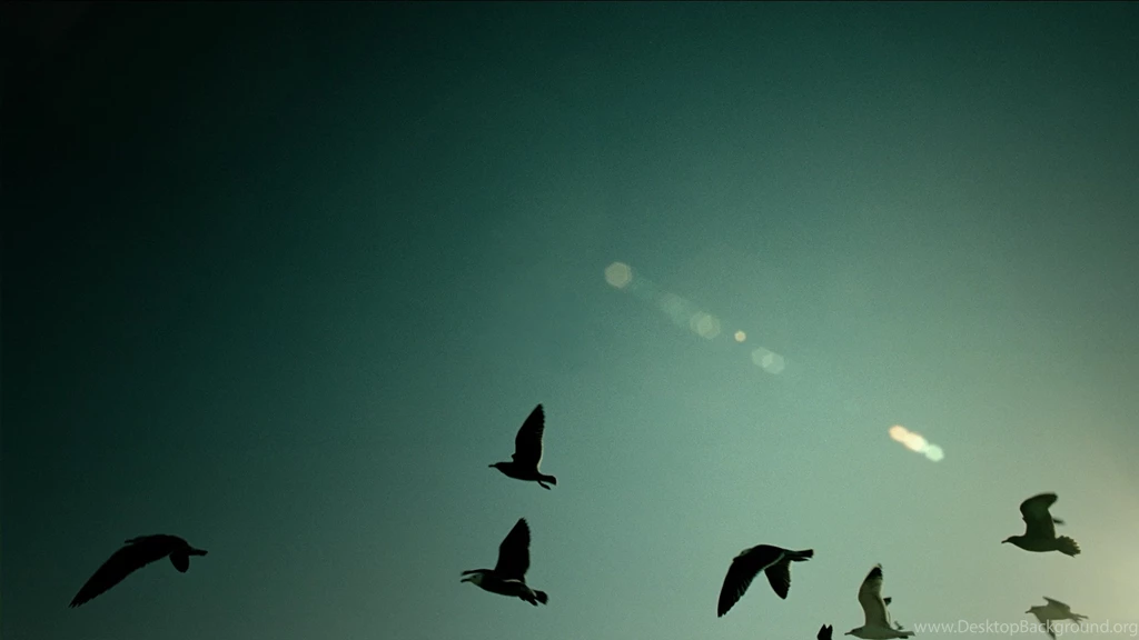 Flying Birds High Quality Wallpapers 11650   Amazing Wallpaperz